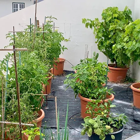 Two Palms וילה נאזרה