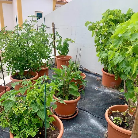 וילה Two Palms נאזרה