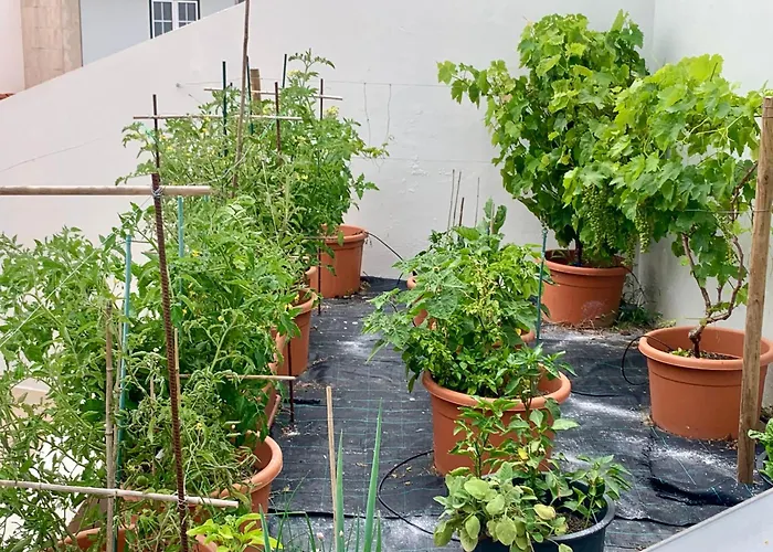 Two Palms Villa Nazaré